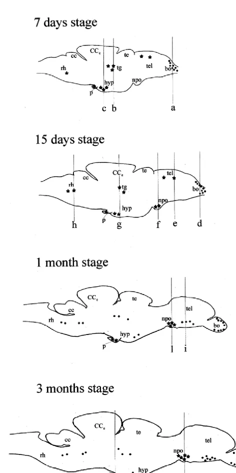 Fig. 2. Schematic sagittal sections illustrating the anatomical localizationof VIP-like immunoreactive perikarya (black stars) and nerve ﬁbers(black dots) in the central nervous system of the zebraﬁsh, Danio rerio,during development: 7 days stage; 15 days 