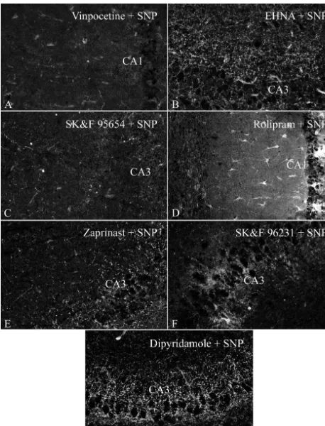 Fig. 4. Localization of cGMP immunoreactivity in hippocampal slices incubated in the presence of 0.1 mM SNP and: (A) 0.1 mM vinpocetine; (B) 0.1mM EHNA; (C) 0.1 mM SKF 95654; (D) 0.1 mM rolipram; (E) 0.1 mM zaprinast; (F) 0.1 mM SKF 96231; (G) 0.1 mM dipyr