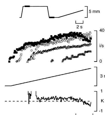 Fig. 3. Effect of muscle length on fusimotor response summation. Summation during combined static and dynamic fusimotor stimulation, measured atdifferent muscle lengths