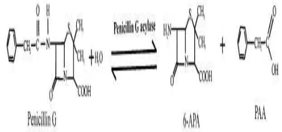 Gambar 1. Reaksi hidrolisis penisilin G dengan enzim PAc (Rajendhran et al. 2004) 