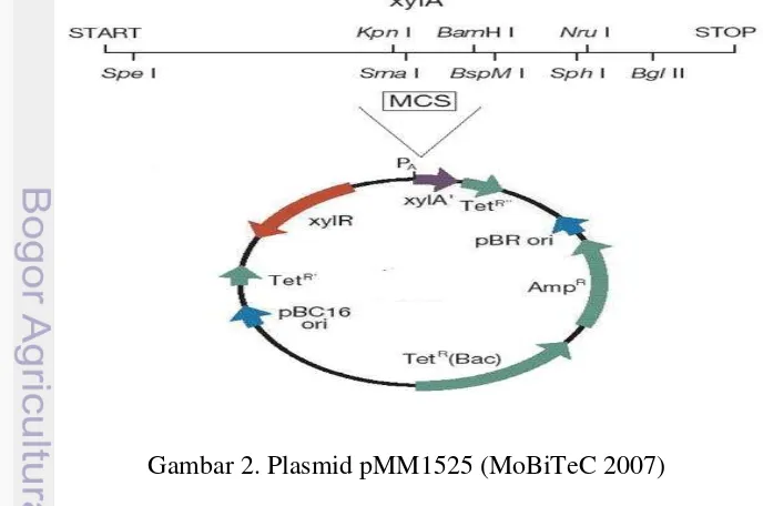 Gambar 2. Plasmid pMM1525 (MoBiTeC 2007) 
