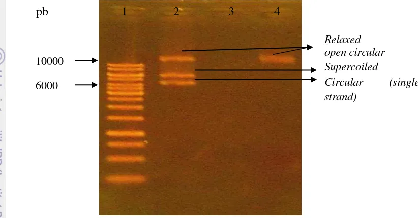 Gambar 6. Hasil visualisasi gen btpac-bd1 hasil PCR dari 