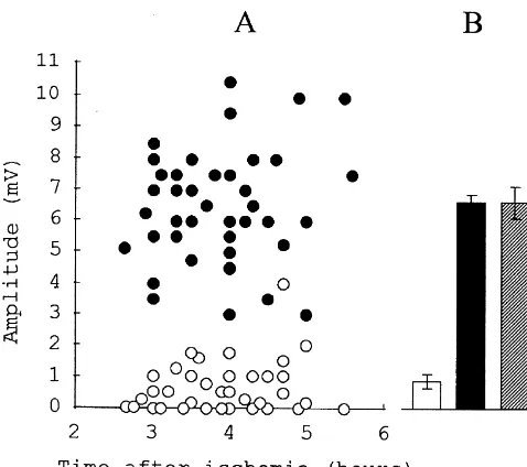 Fig. 2. Effect of preconditioning motor activity on the recovery ofelectrical responses in the rat hippocampal slices after prolonged decapi-tation ischemia