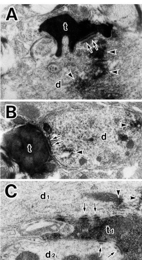 Fig. 3. BDA-labeled axon terminals (t) making asymmetrical synapses(arrows) with dendritic proﬁles (d) of phrenic motoneurons labeled withCTb (A, B), and a BDA-labeled terminal bouton (t1) in asymmetricalcontacts (arrows) with two different dendritic proﬁl