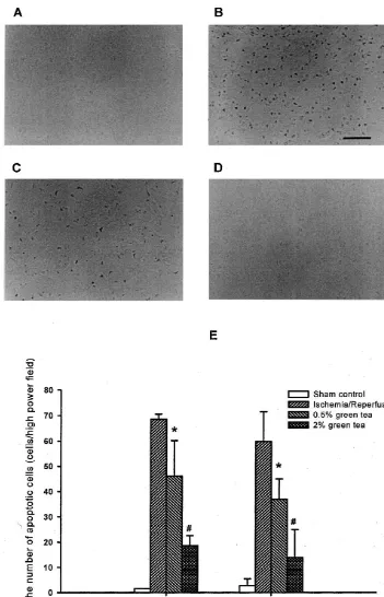 Fig. 3. Induction of apoptotic cells in ischemia/reperfusion brains of Mongolian gerbils