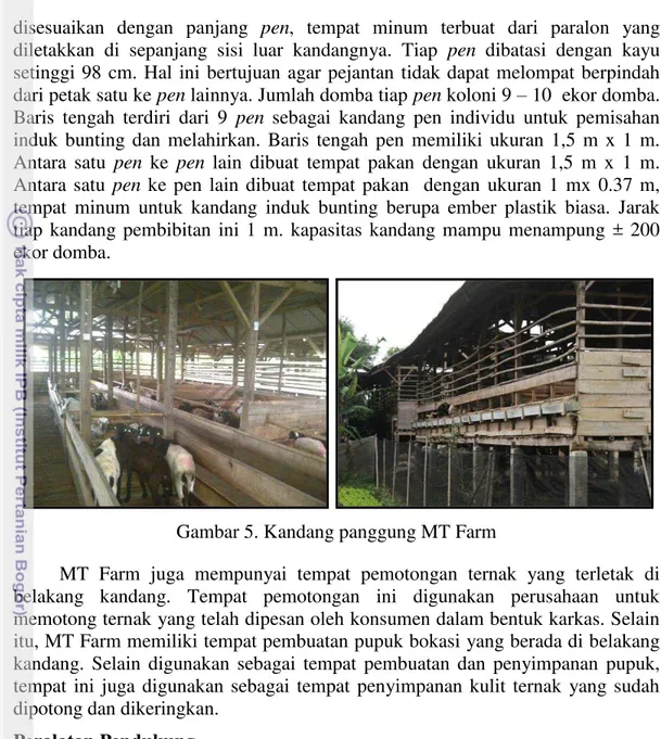 Gambar 5. Kandang panggung MT Farm 