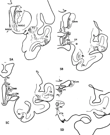 Fig. 5. A series of frontal sections of M746 showing the distribution of nerve terminals labeled by BDA.
