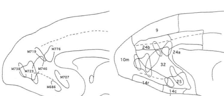 Fig. 1. Schema demonstrating the location of injection sites of BDA in seven monkeys used in the present analysis