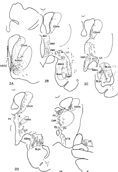 Fig. 2. A series of frontal sections of M686 demonstrating the distribution of nerve terminals labeled by BDA.
