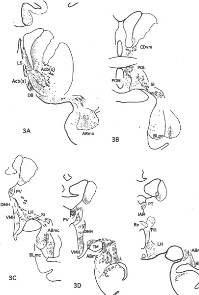 Fig. 3. A series of frontal sections of M707 showing the distribution of nerve terminals labeled by BDA