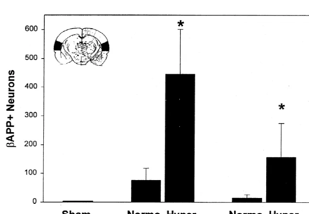 Fig. 3. Frontoparietal neocortex, three day survival: Panel A: Normoglycemic–ischemic brain shows mild bneurons that, on H&E stains, appear necrotic