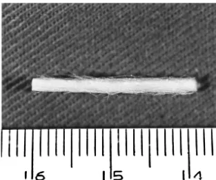 Fig. 1. Collagen-ﬁlaments nerve guide. Two-thousand collagen ﬁlaments were used to make a 22-mm long nerve guide.