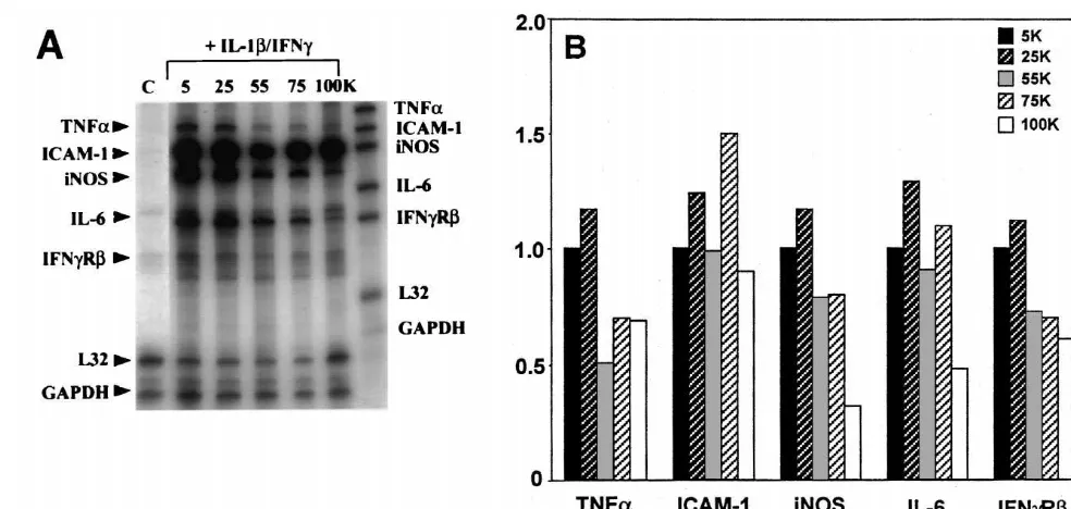Fig. 3. Effect of high KCl on IL-1bdescribed in Fig. 1 legend were analyzed for mRNA expression for TNF/IFNg-induced astrocyte TNFa, ICAM-1, iNOS, IL-6, and IFNgR mRNA expression
