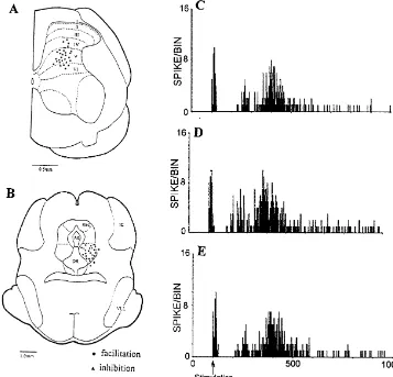 Fig. 1. Histological reconstructions of the right lateral L4 spinal cord recording sites (A) and OFQ microinjected into ipsilateral ventral PAG sites (B).(C–E) Examples showing histograms of 0.1 mg OFQ microinjected into ventral PAG on the A -ﬁbre and C-ﬁb