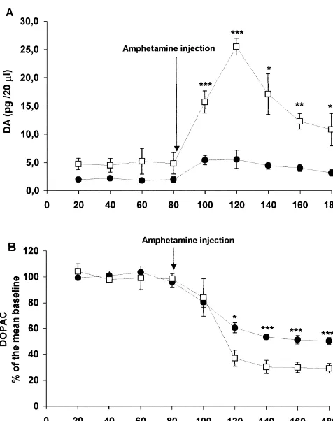 Fig. 2. (A) Basal levels of dopamine are higher in the prefrontaltransected group (open squares) than in sham-operated rats (black circles).After the systemic amphetamine injection, there was an increase inextracellular dopamine concentrations that was sig
