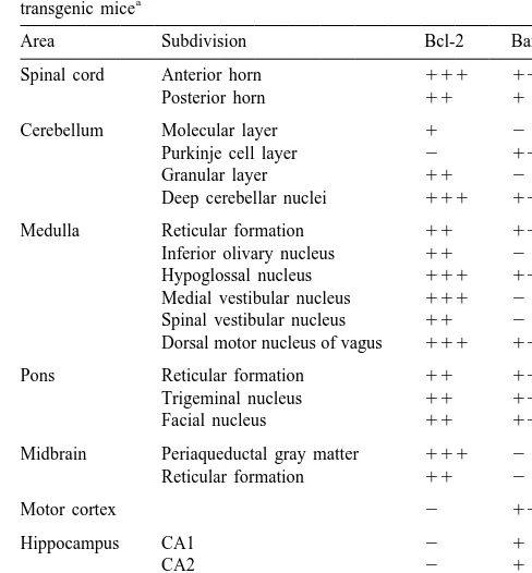 Table 1Distribution of Bcl-2 and Bax protein in the central nervous system of the