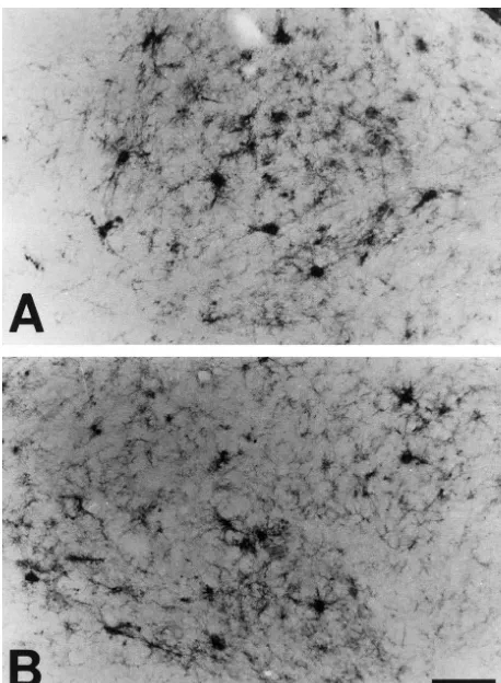 Fig. 3. Bcl-2-IR astrocytes were detected in the intracerebellar nuclei ofthe mutant transgenic mice