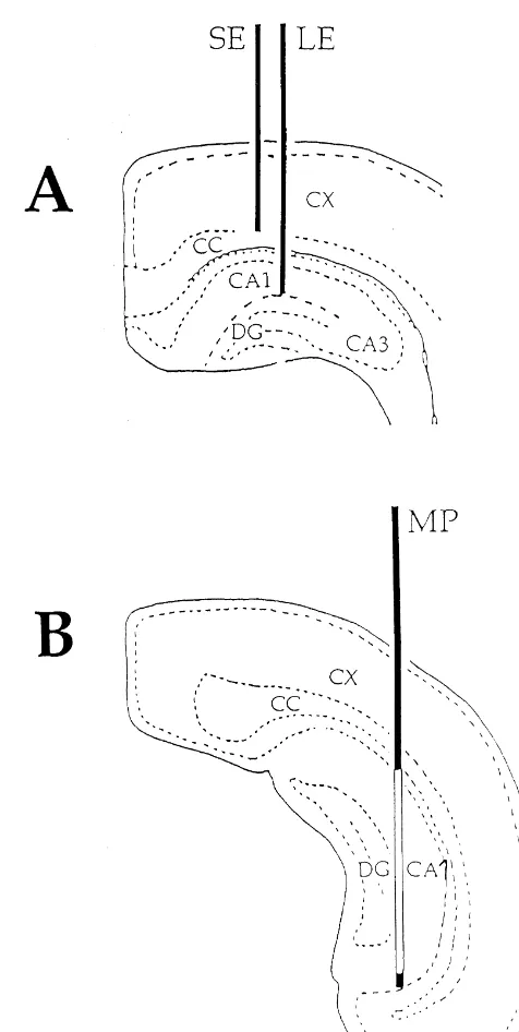 Fig. 1. Schematic drawing (according to the atlas of Albe-Fessard) of theexpected position of the recording electrodes in the dorsal hippocampus(A) and the typical placement of the microdialysis probe with the 4 mmmembrane exposed (unshaded area) in the ip