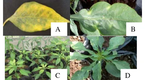 Gambar 1 Variasi gejala infeksi virus yang menyerang tanaman cabai  A) Daun menguning, B) Daun berkerut, C) Daun menguning pada bagian pucuk, D) Perubahan bentuk daun (malforasi) 
