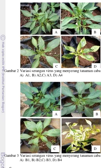 Gambar 2 Variasi serangan virus yang menyerang tanaman cabai 