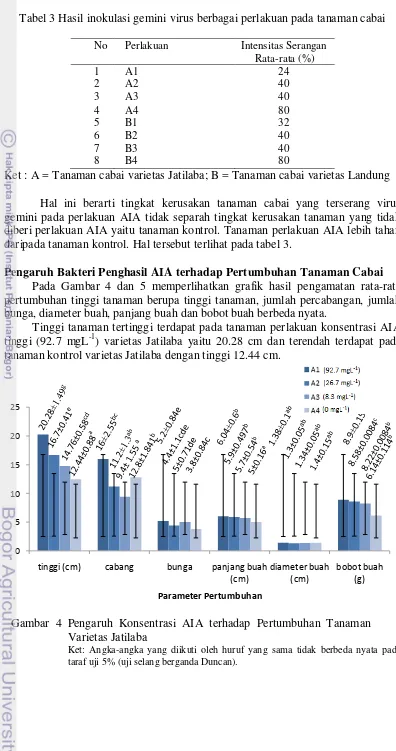 Tabel 3 Hasil inokulasi gemini virus berbagai perlakuan pada tanaman cabai 