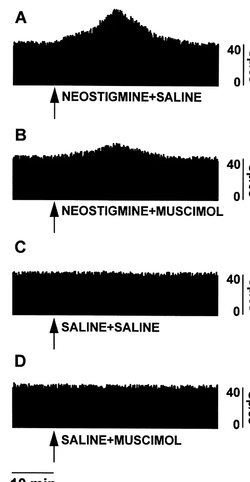 Fig. 2. Examples of changes in actual ﬁring rate of the sympatheticnerves to the interscapular brown adipose tissue temperature of a ratreceiving neostigmine (A) or saline (C) in the hippocampus plus saline inthe posterior hypothalamus and of a rat receivi