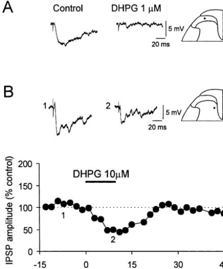 Fig. 6. Sthe DR-evoked IPSP in a SG neuron.potentials (IPSPs) in DH neurons. (A)The graph shows the time course of the reversible depression of DR-evoked IPSPs following bath application of-DHPG decreased the dorsal root-evoked inhibitory postsynaptic S-DH