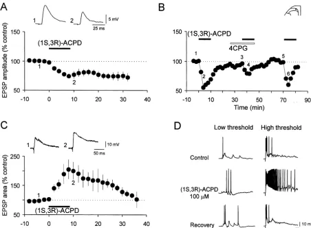 Fig. 1. Dual modulation of dorsal root-evoked EPSPs by the broad spectrum mGluR agonist (1Smapplication, lower row recovery following 12 min washout.(1(100intensity stimulation of primary afferents