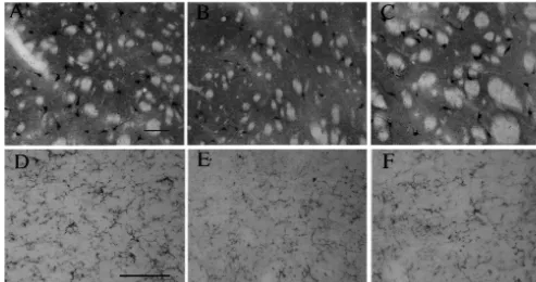 Fig. 3. ChAT immunolabelling in the caudate putamen (A–C) and serotonin immunolabelling in the median raphe nucleus (D–F) from allylnitrile-treatedmice (84 mg/kg) at 0 (A,D), 2 (B,E) and 14 (C,F) days postdosings