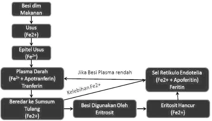 Gambar 2.  Metabolisme zat besi (Murray, Ganner, Robert, Peter & Victor, 