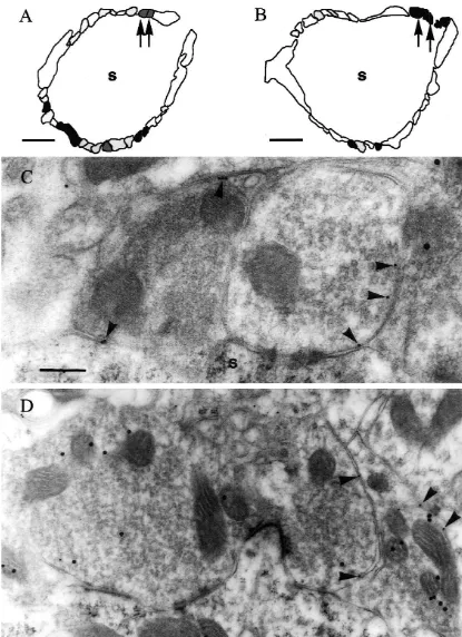Fig. 3. (A, B) Outline drawings of the terminal proﬁles contacting the somata (s) of spherical bushy cells following labeling with anti-GAT1 andanti-glycine antibodies