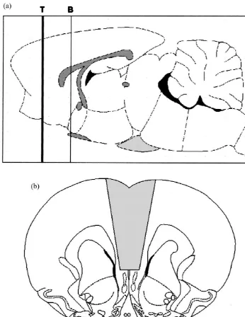 Fig. 1. Diagrammatic representation of (A) rat brain sagital section showing the lines of transection and bregma (T and B, respectively) and (B) coronalsections (2.5 mm anterior to Bregma) through the rat brain showing the target area (shaded) of the MPFC