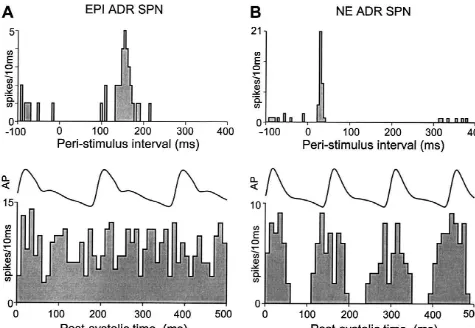 Fig. 1. Responses to stimulation of the rostral ventrolateral medulla (RVLM) and cardiac-related activity patterns of an EPI ADR SPN and an NE ADRSPN