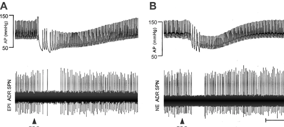 Fig. 2. Arterial pressure (AP) and adrenal SPN responses to Bezold-Jarisch reﬂex activation