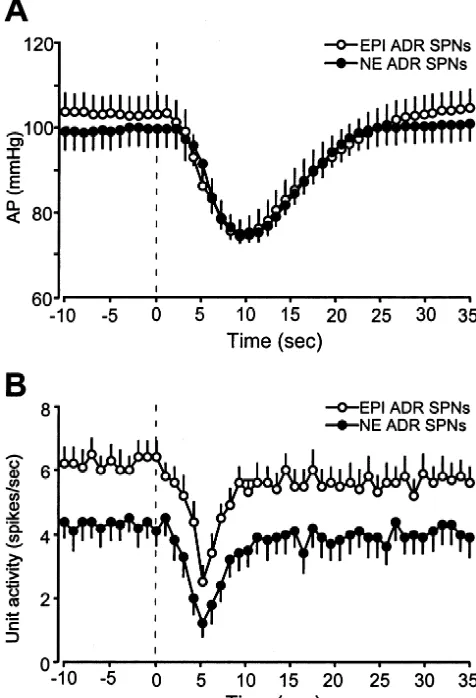 Fig. 3. Time courses of the mean arterial pressure (AP) and the adrenalSPN discharge frequency during Bezold-Jarisch reﬂex activation