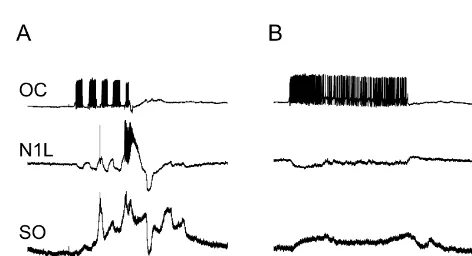 Fig. 1. Comparison of pulse and tonic stimulation of OC interneuron. (A)Suprathreshold pulses of stimuli (ﬁve in 10 s) into the OC interneuron