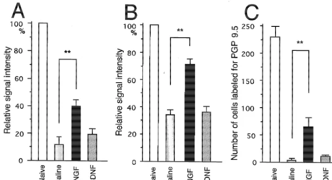 Fig. 4. Effect of NGF and BDNF on OMP (A) and beta-tubulin (B) mRNA expression and the number of proﬁles labeled for PGP 9.5 (C) in ORNs