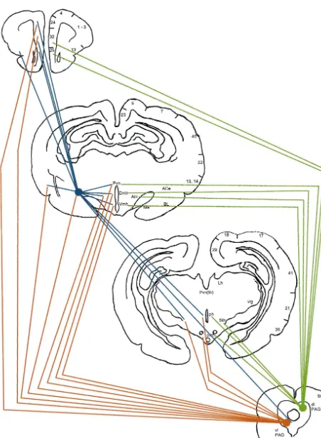 Fig. 5. Model depicting the origin of afferents to distinct periaqueductal gray regions and the central nucleus of the amygdala