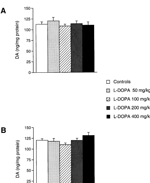 Fig. 2. Effects of daily L-DOPA on striatal dopamine uptake sites atdifferent time intervals after MPTP administration