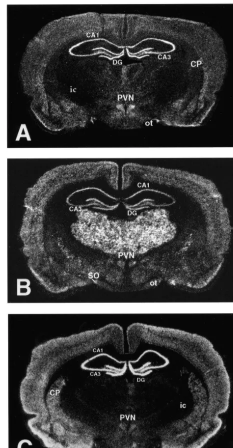 Table 1 summarizes the effects of the chronic intermit-tent stress paradigm upon thymus and adrenal weights,