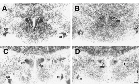 Fig. 2. Brightﬁeld micrographs illustrate examples of labeling within the PVN following hybridization histochemistry