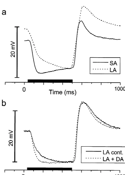 Table 1Analysis of the ON-relaxation and OFF-transient components of the HC light response