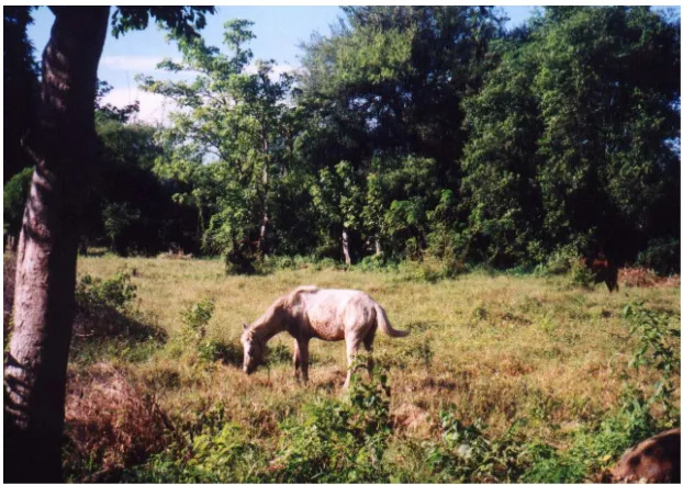 Gambar 8. Pemeliharaan kuda Sumbawa di Kabupaten Dompu 