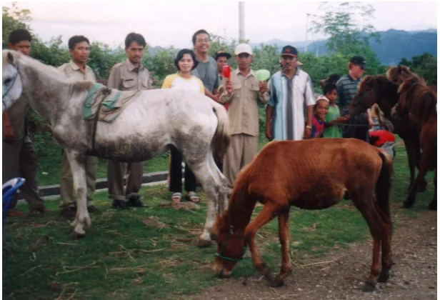 Gambar 10. Pemeliharaan kuda Sumbawa di Kabupaten Bima. 