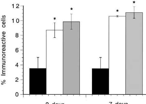 Fig. 2. Effect of continuous stimulation on the expression of bnmeansimmunoreactivity in the lumbar spinal cord