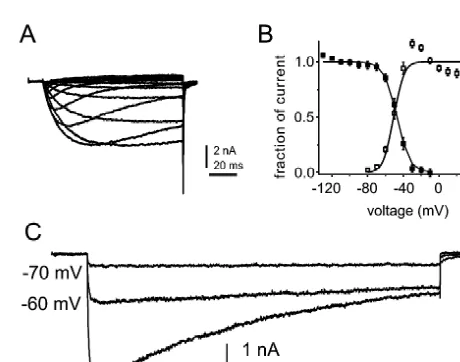 Fig. 1. Persistent TTX-resistant sodium currents are produced by NaNchannels in small DRG neurons