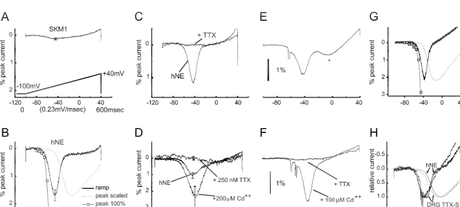 Fig. 2. ‘Bottom-up’ and ‘top-down’ analyses reveal similar properties of the PN1/hNE sodium channel in HEK 293 cells and in DRG neurons