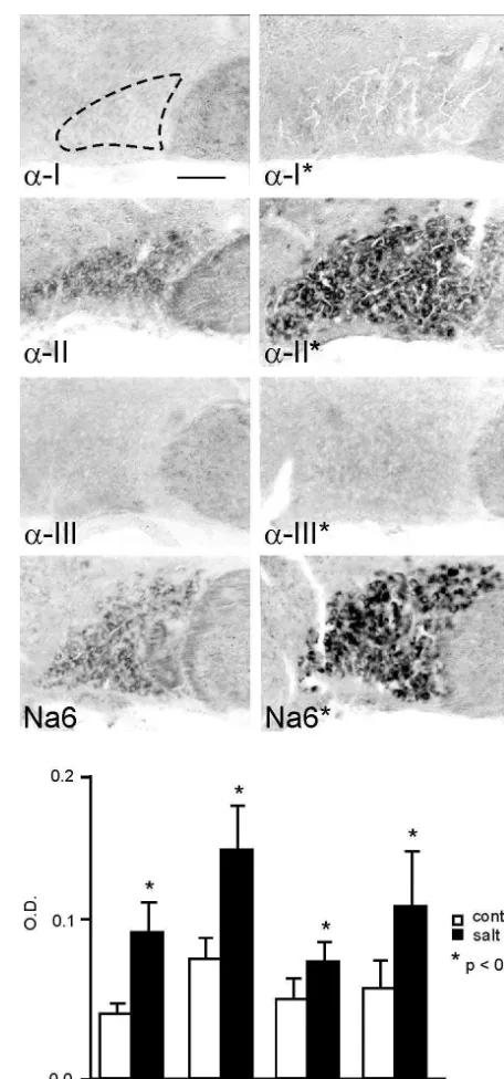 Fig. 3. a-II and Na6 sodium channel mRNA are up-regulated, togetherwith sodium channel b1 and b2 mRNA, in supraoptic magnocellularneurons following salt-loading