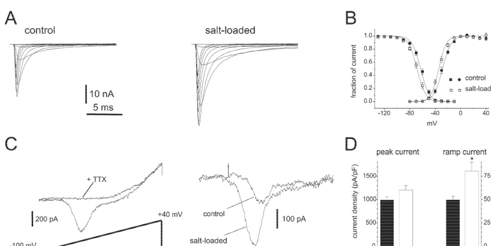 Fig. 4. Two distinct sodium currents in supraoptic neurons show differential increases following salt-loading