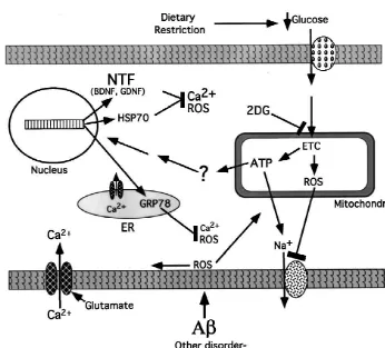 Fig. 1. Possible mechanism whereby dietary restriction increases resistance of neurons to aging, disease and injury
